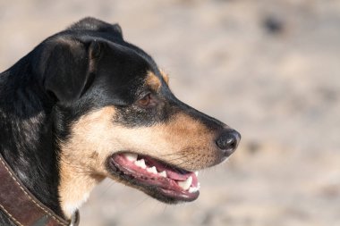 A genç köpek Jagdterrier düz saçlı doğurmak güneşli bir öğleden sonra bir kız arkadaşımla bir Kumsalı ve suya yakın çim yürür.