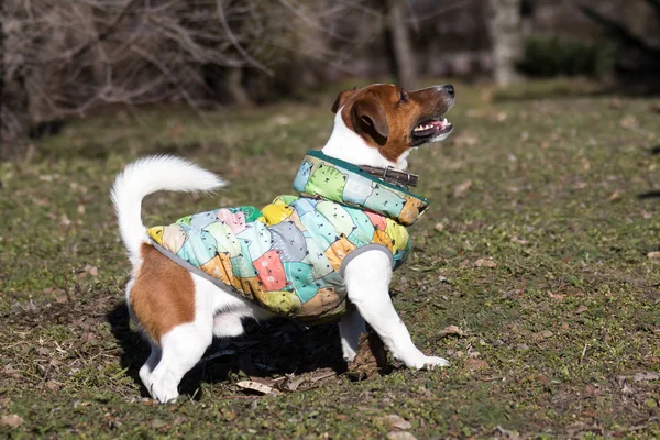 Jeune chien de race Jack Russell lors d'une promenade sur un après-midi ensoleillé ébats avec une petite amie sur une plage de sable et de l'herbe près de l'eau — Photo