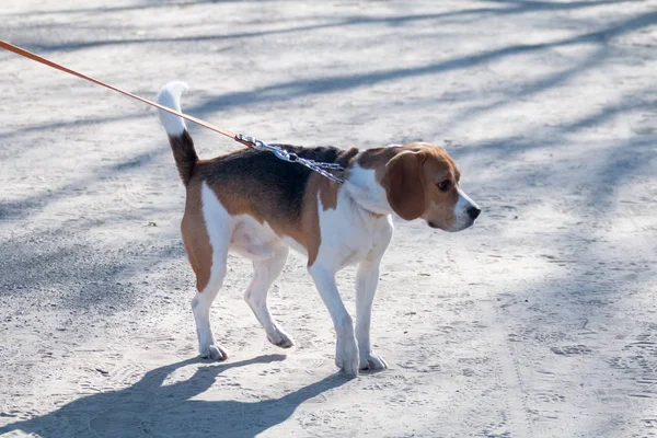 Un jeune chien Beagle se promène par un après-midi ensoleillé avec une petite amie sur une plage de sable fin et de l'herbe près de l'eau . — Photo