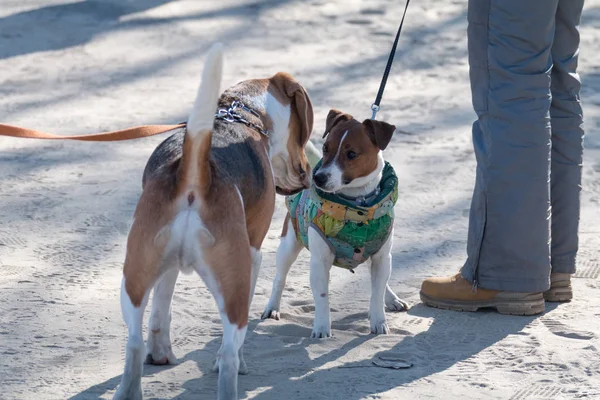 Jeune chien de race Jack Russell lors d'une promenade sur un après-midi ensoleillé ébats avec une petite amie sur une plage de sable et de l'herbe près de l'eau — Photo