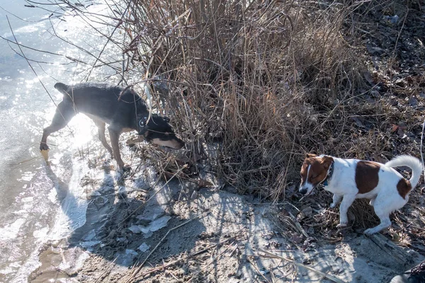 Jeune chien de race Jack Russell lors d'une promenade sur un après-midi ensoleillé ébats avec une petite amie sur une plage de sable et de l'herbe près de l'eau — Photo