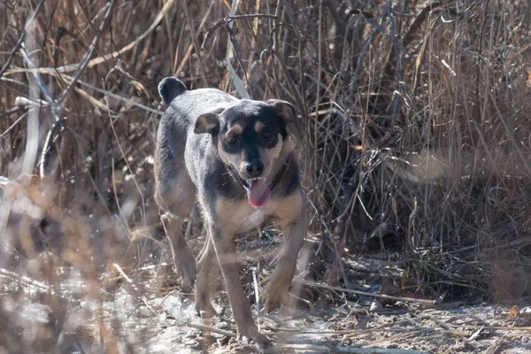 A genç köpek Jagdterrier düz saçlı doğurmak güneşli bir öğleden sonra bir kız arkadaşımla bir Kumsalı ve suya yakın çim yürür. — Stok fotoğraf