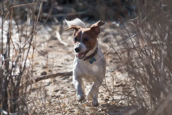 Jeune chien de race Jack Russell lors d'une promenade sur un après-midi ensoleillé ébats avec une petite amie sur une plage de sable et de l'herbe près de l'eau — Photo