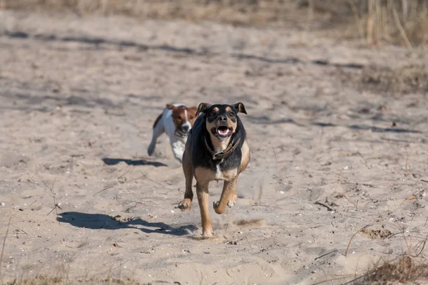 Un jeune chien Jagdterrier Une race aux cheveux lisses se promène par un après-midi ensoleillé avec une petite amie sur une plage de sable fin et de l'herbe près de l'eau . — Photo