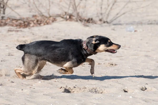 Un jeune chien Jagdterrier Une race aux cheveux lisses se promène par un après-midi ensoleillé avec une petite amie sur une plage de sable fin et de l'herbe près de l'eau . — Photo