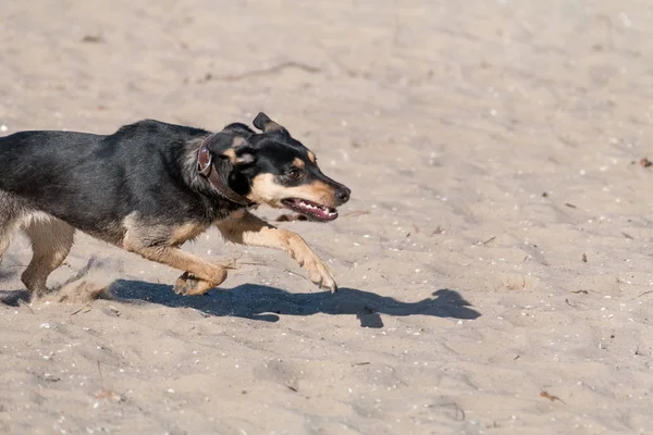 Un jeune chien Jagdterrier Une race aux cheveux lisses se promène par un après-midi ensoleillé avec une petite amie sur une plage de sable fin et de l'herbe près de l'eau . — Photo