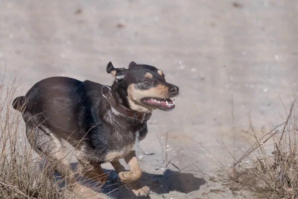 Un jeune chien Jagdterrier Une race aux cheveux lisses se promène par un après-midi ensoleillé avec une petite amie sur une plage de sable fin et de l'herbe près de l'eau . — Photo