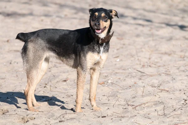 Un jeune chien Jagdterrier Une race aux cheveux lisses se promène par un après-midi ensoleillé avec une petite amie sur une plage de sable fin et de l'herbe près de l'eau . — Photo