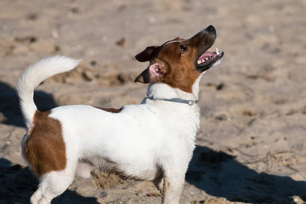 Jeune chien de race Jack Russell lors d'une promenade sur un après-midi ensoleillé ébats avec une petite amie sur une plage de sable et de l'herbe près de l'eau — Photo