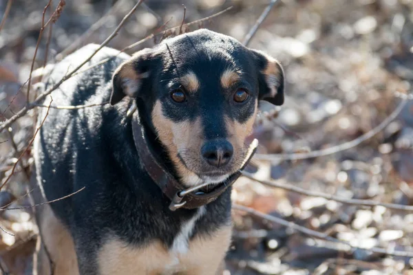 Un jeune chien Jagdterrier Une race aux cheveux lisses se promène par un après-midi ensoleillé avec une petite amie sur une plage de sable fin et de l'herbe près de l'eau . — Photo