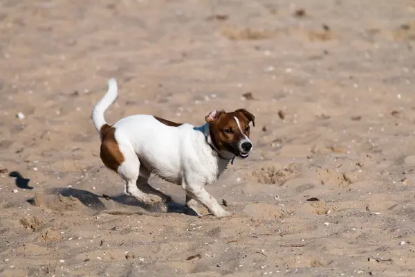 Jeune chien de race Jack Russell lors d'une promenade sur un après-midi ensoleillé ébats avec une petite amie sur une plage de sable et de l'herbe près de l'eau — Photo