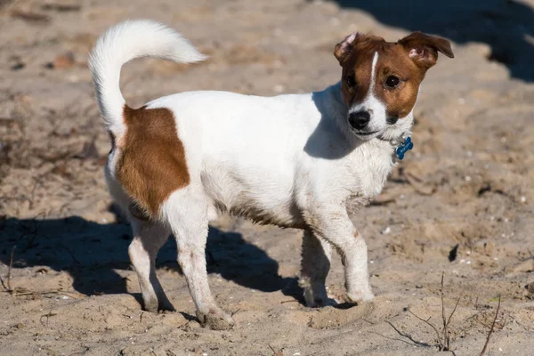 Jeune chien de race Jack Russell lors d'une promenade sur un après-midi ensoleillé ébats avec une petite amie sur une plage de sable et de l'herbe près de l'eau — Photo