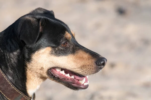 Un jeune chien Jagdterrier Une race aux cheveux lisses se promène par un après-midi ensoleillé avec une petite amie sur une plage de sable fin et de l'herbe près de l'eau . — Photo