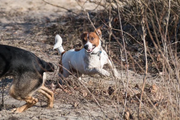 Joven perro crianza Jack Russell en un paseo en un soleado tarde frolics con una novia en una playa de arena y hierba cerca del agua — Foto de Stock