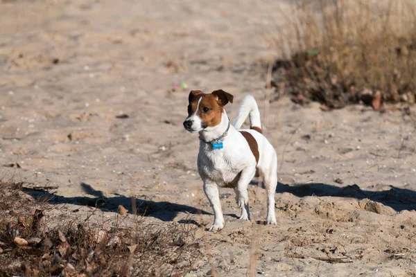 Jeune chien de race Jack Russell lors d'une promenade sur un après-midi ensoleillé ébats avec une petite amie sur une plage de sable et de l'herbe près de l'eau — Photo