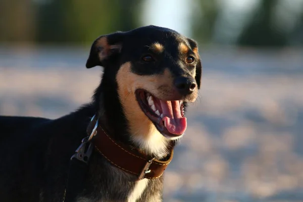 Un jeune chien Jagdterrier Une race aux cheveux lisses se promène par un après-midi ensoleillé avec une petite amie sur une plage de sable fin et de l'herbe près de l'eau . — Photo