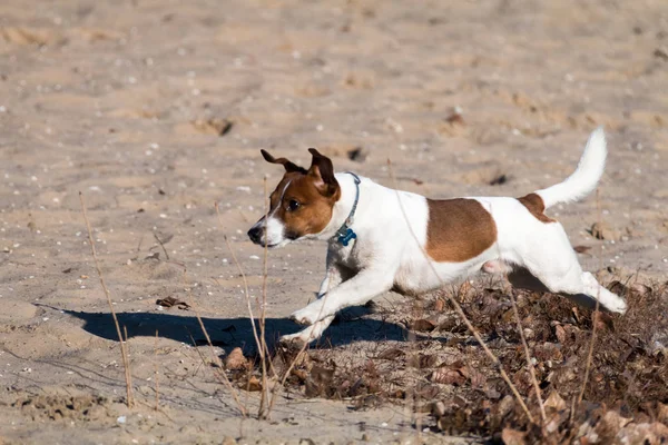 Jeune chien de race Jack Russell lors d'une promenade sur un après-midi ensoleillé ébats avec une petite amie sur une plage de sable et de l'herbe près de l'eau — Photo