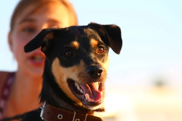 Un jeune chien Jagdterrier Une race aux cheveux lisses se promène par un après-midi ensoleillé avec une petite amie sur une plage de sable fin et de l'herbe près de l'eau . — Photo