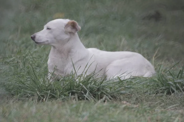 Blanc, chien de grande race chien de compagnie se trouve sur l'herbe, gros portrait sur le fond de l'herbe — Photo