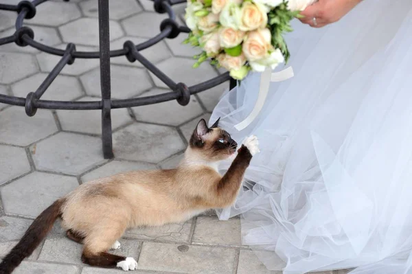 Сиамская кошка лежит и тянется к букету невесты — стоковое фото