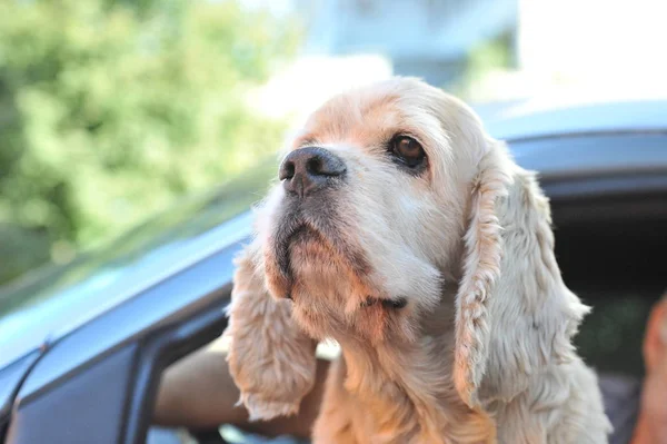 Cocker spaniel regarde — Photo