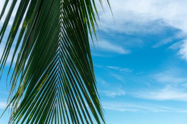 Palmiye yaprağı ve bulutlu güzel mavi gökyüzü.