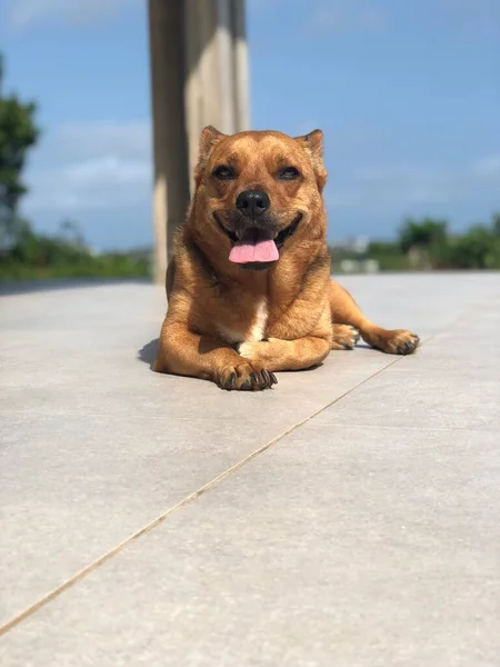 Perro Feliz Sentado Sol — Foto de Stock