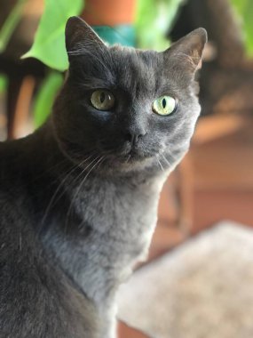 Güzel gri kedinin büyüleyici bakışları