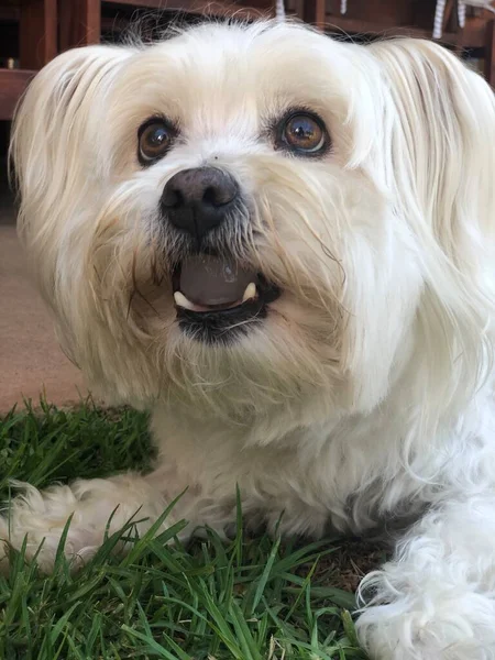 Glad Hund Svalna Somrig Dag Äta — Stockfoto