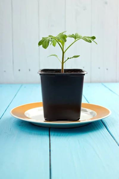 Beefsteak Tomate Planta Vaso Placa Com Panited Surfac Madeira — Fotografia de Stock