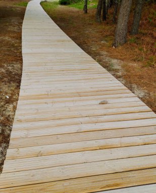 Sonbaharda ormanda ahşap patika