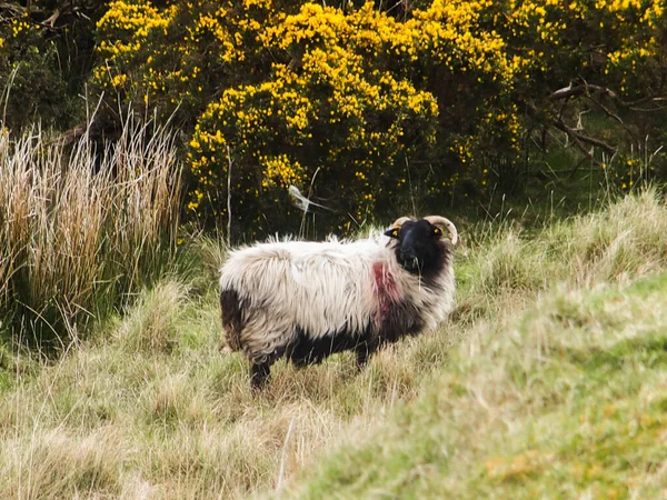 Irish Sheep Nature — Stock Photo, Image