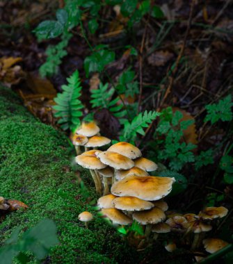 Sonbaharda ormandaki mantarlar