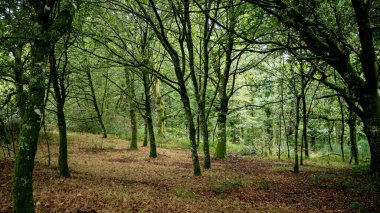Sonbaharda ormandaki ağaçlar