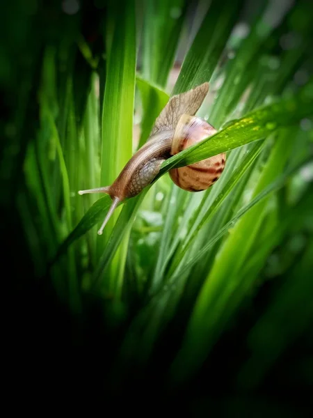 Snail Grass Edge Picture Dark — Stock Photo, Image