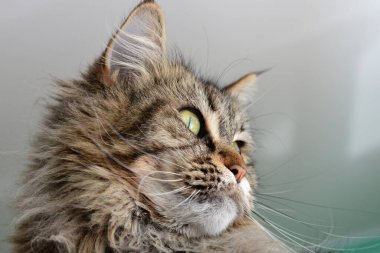 Maine-Rakun Kedi. Tam yüz resmi..