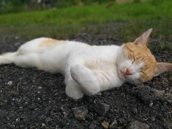 Kucing Tidur Tanah — Stok Foto