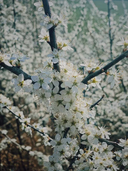 Bílé Květy Stromě — Stock fotografie