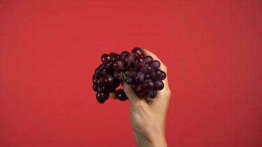 İki erkek eli bir demet kırmızı üzüm gösteriyor, bir üzüm çıkarıyor ve kameraya gösteriyor. Renkli kırmızı arkaplan.