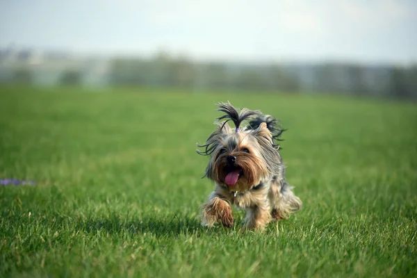 Yorkshire Terrier Plats — Stockfoto