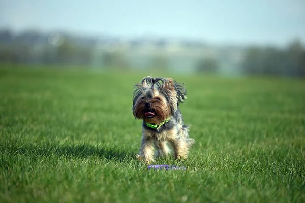 Yorkshire Terrier Lugar —  Fotos de Stock