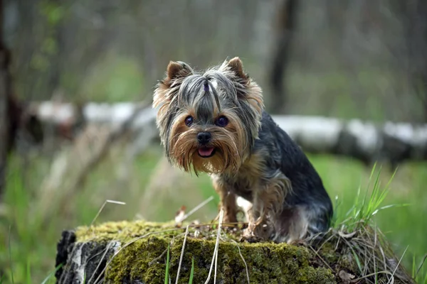    Yorkshire korkunç orman