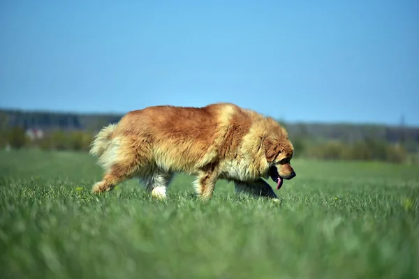 Tibetische Dogge Auf Dem Feld — Stockfoto