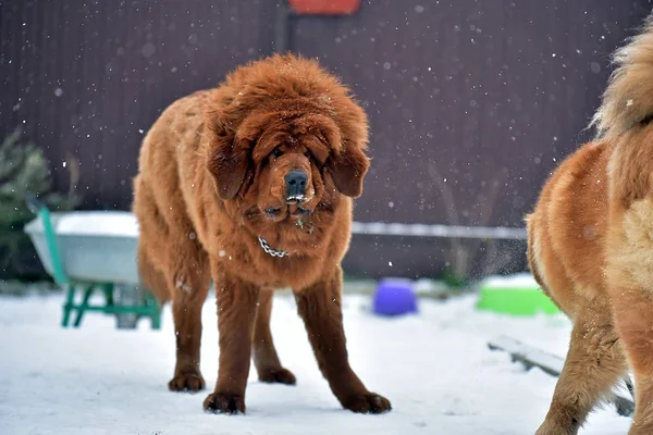 Mastín Tibetano Invierno — Foto de Stock