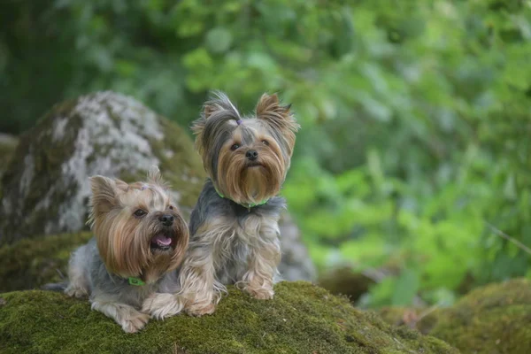 Yorkshire Terrier Naturaleza —  Fotos de Stock