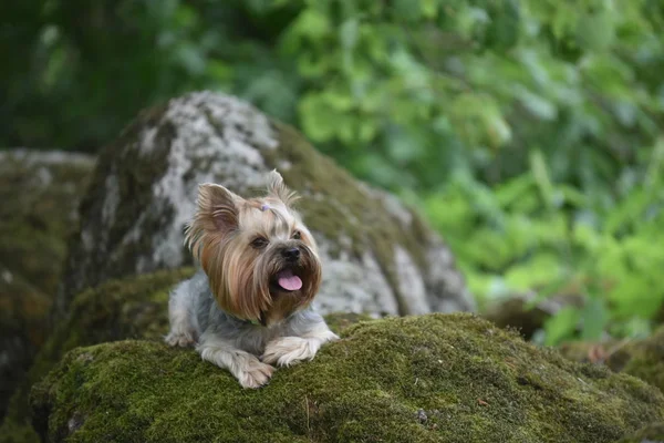 Yorkshire Terrier Naturaleza —  Fotos de Stock