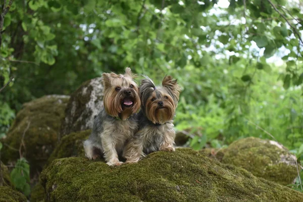 Yorkshire Terrier Naturaleza —  Fotos de Stock