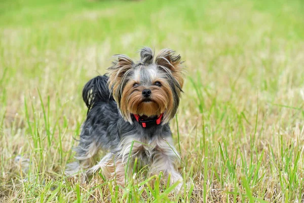 Yorkshire Terrier Naturaleza — Foto de Stock