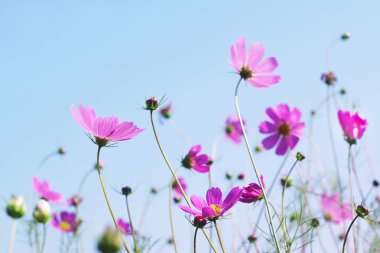 Pembe kır çiçekleri (Cosmos) mavi gökyüzü, alt görünümü, arka plan üzerinde tonda. Çiçek arka plan, yumuşak odak