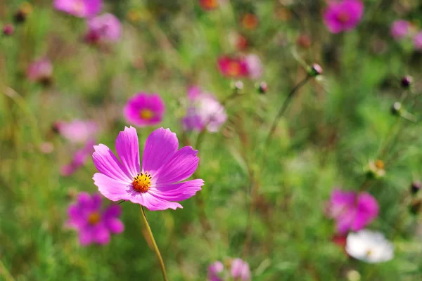 Pink wild flowers (Cosmos). Flower background, soft focus